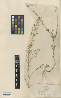 Kew Gardens K000485241:  Lechler, W.; Hohenacker, W.R.F. [961] Chile