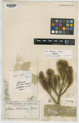 Kew Gardens K000791485:  Holmes, R. [s.n.] Australia