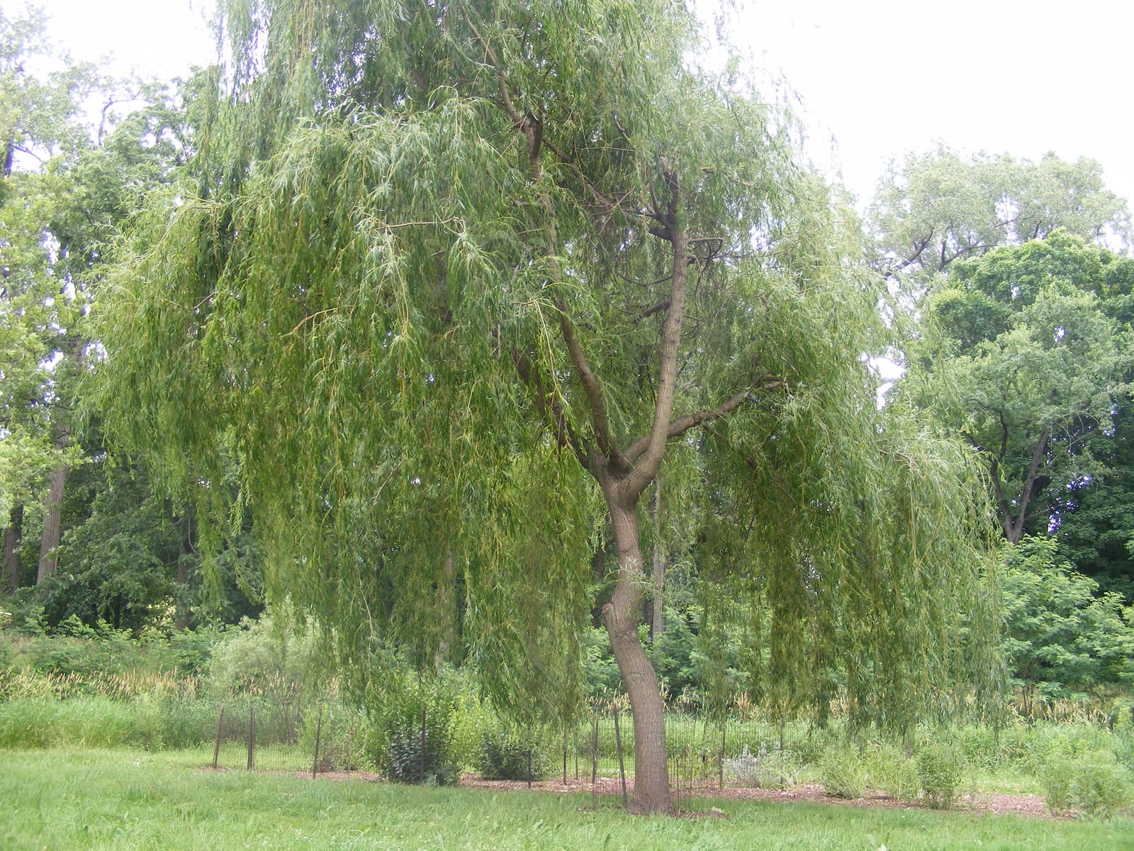 Weeping Willow (Salix alba)  Plants To Grow Plants Database by