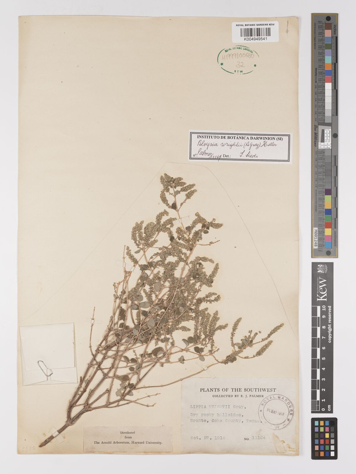Aloysia wrightii