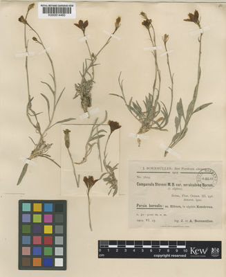 Kew Gardens K000814460:  Bornmüller, J.; Bormnüller, A. [7609]