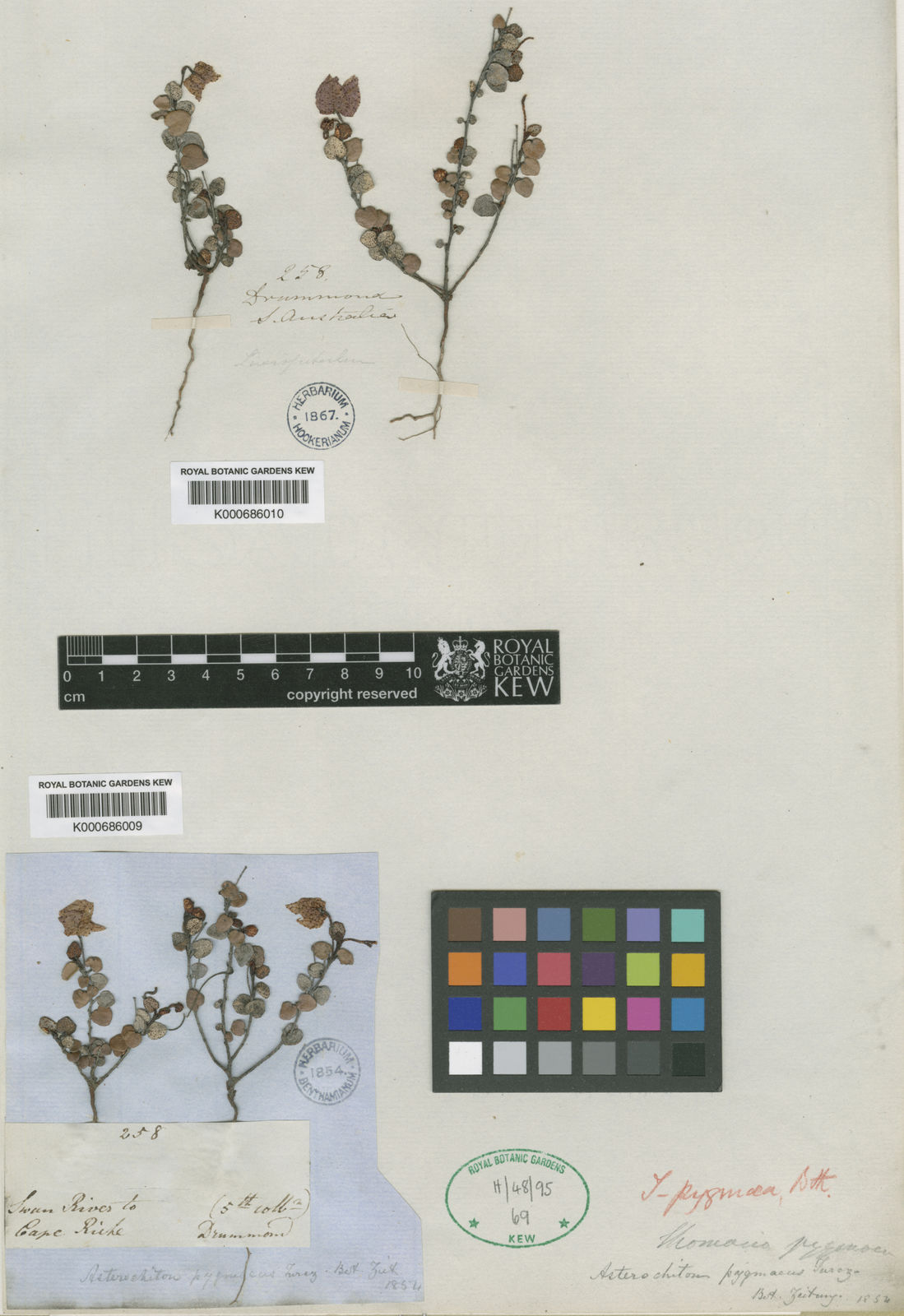 Thomasia pygmaea (Turcz.) Benth. | Plants of the World Online | Kew Science