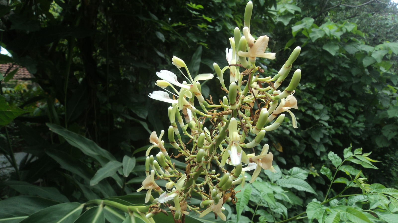 Alpinia galanga (L.) Willd., Plants of the World Online