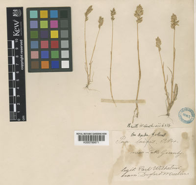 Kew Gardens K000789871:  Wilhemli, C. [s.n.] Australia