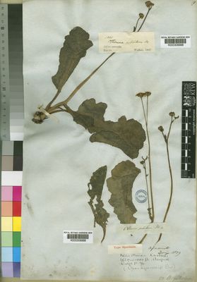 Kew Gardens K000306999:  Drege [s.n.] South Africa