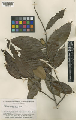 Kew Gardens K000221095:  Krukoff, B.A. [8750] Brazil