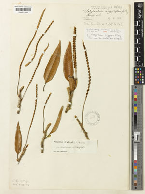 Kew Gardens K000571554:  Kloss, C.B. [s.n.] Indonesia