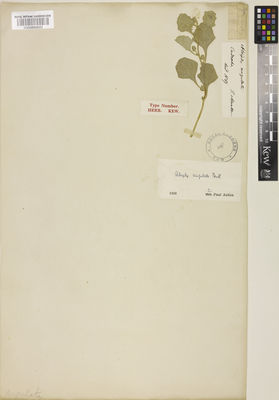 Kew Gardens K000898600:  Mueller, F, J.H.von [s.n.] Australia
