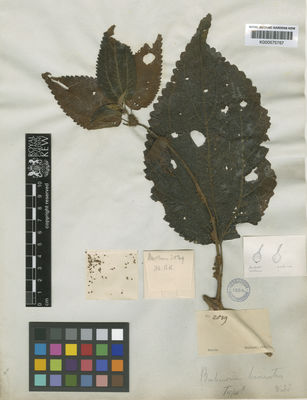 Kew Gardens K000575767:  Mathews [2039] Peru