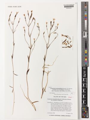 Kew Gardens K000544641:  Broome, C.R. [2388] United States