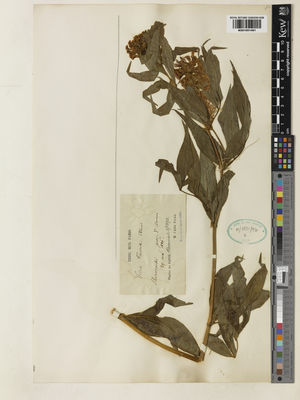 Kew Gardens K001051481:  Faurie, U.J. [s.n.] Japan