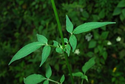 Valeriana hardwickei Wall. | Plants of the World Online | Kew Science