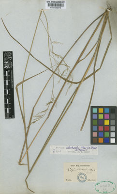 Kew Gardens K000433578:  Sellow [s.n.] Brazil