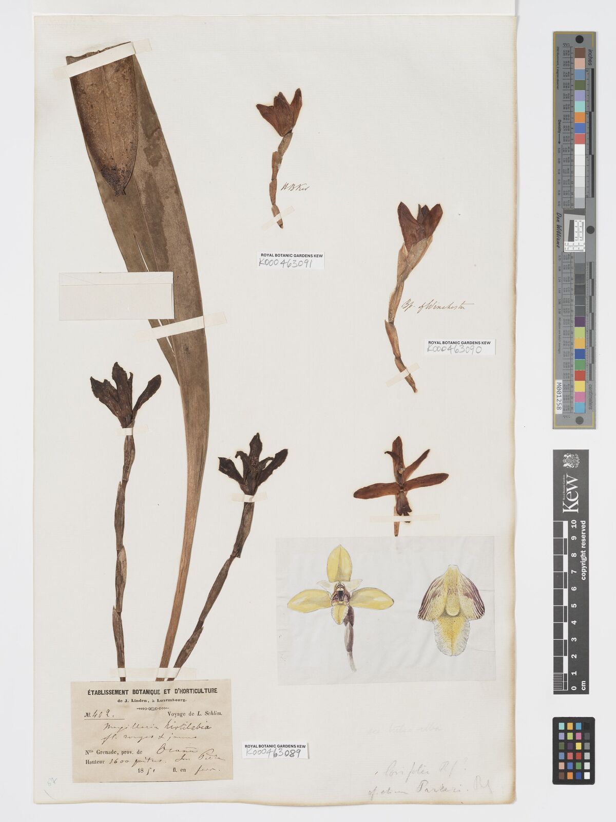 Kew Gardens K000463089:  Schlim [402] Colombia