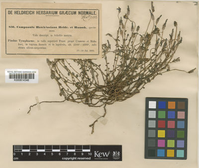 Kew Gardens K000814346:  Heldreich [s.n.] Greece