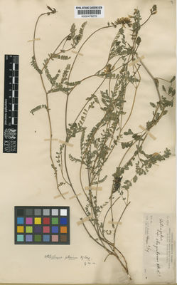 Kew Gardens K000478270:  Parry, C.C.; Palmer, E. [175] Mexico