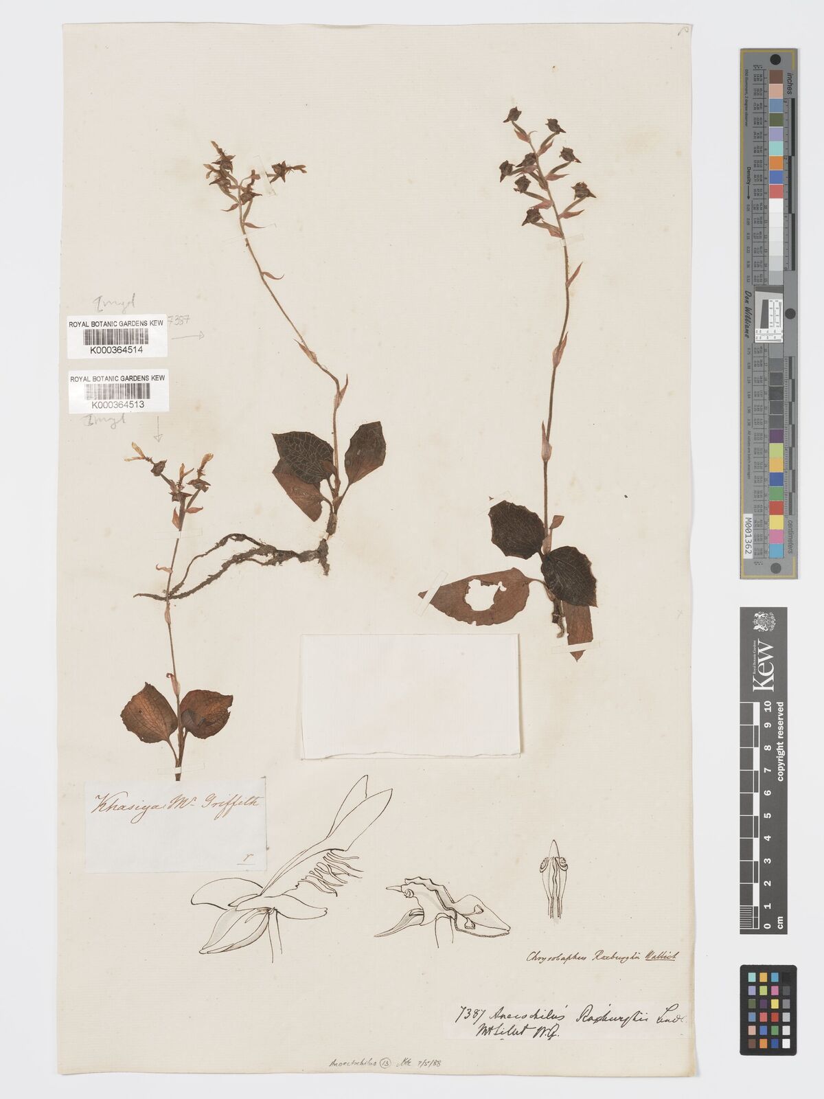 Kew Gardens K000364513:  Griffith [s.n.] India