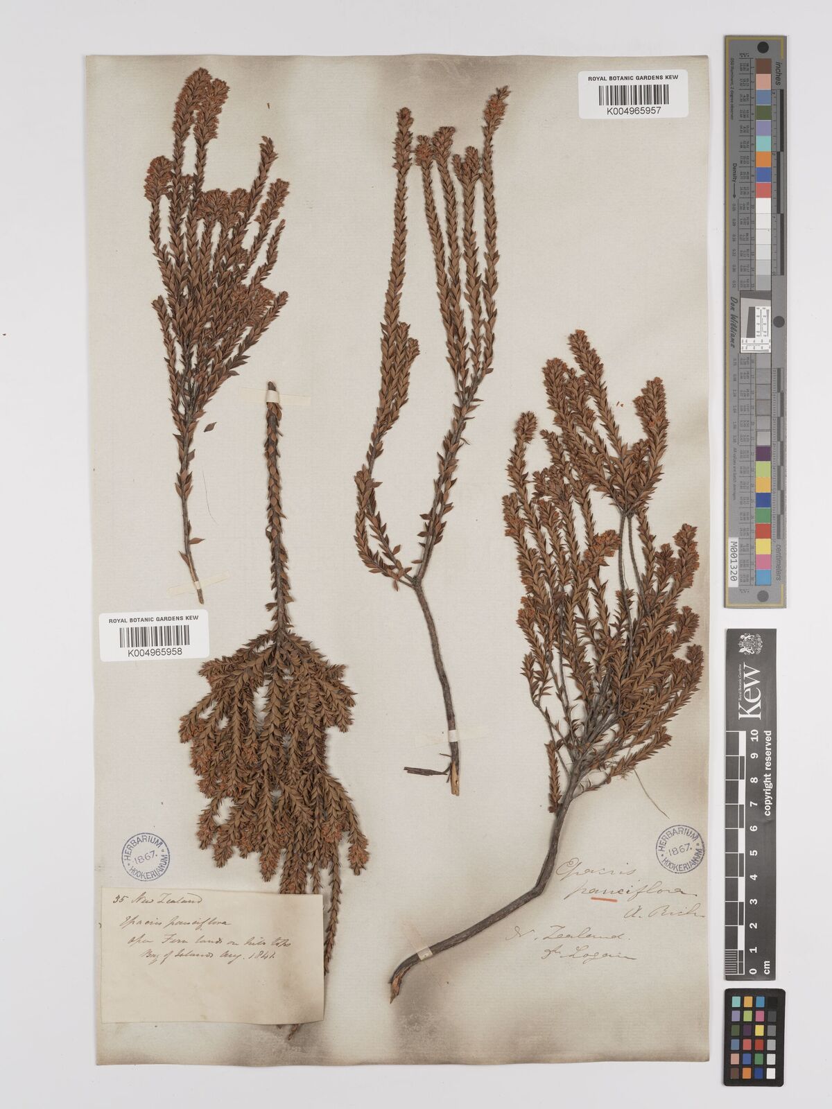 Epacris pauciflora