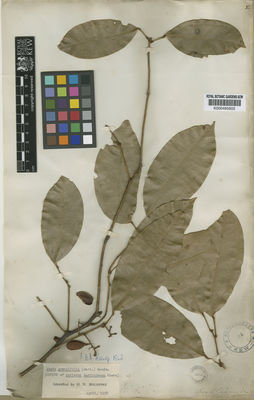 Kew Gardens K000485602:  [Martin] [s.n.] French Guiana