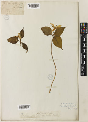 Kew Gardens K000844358:  s.coll. [s.n.] United States