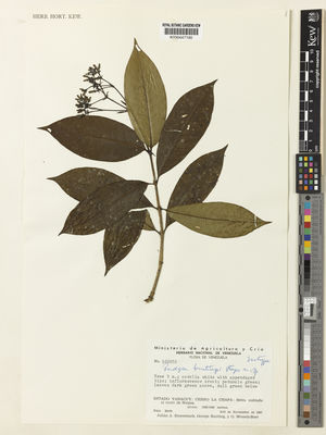 Kew Gardens K000447190:  Steyermark, J.A.; Bunting, G.; Wessels-Boer, G. [100252] Venezuela
