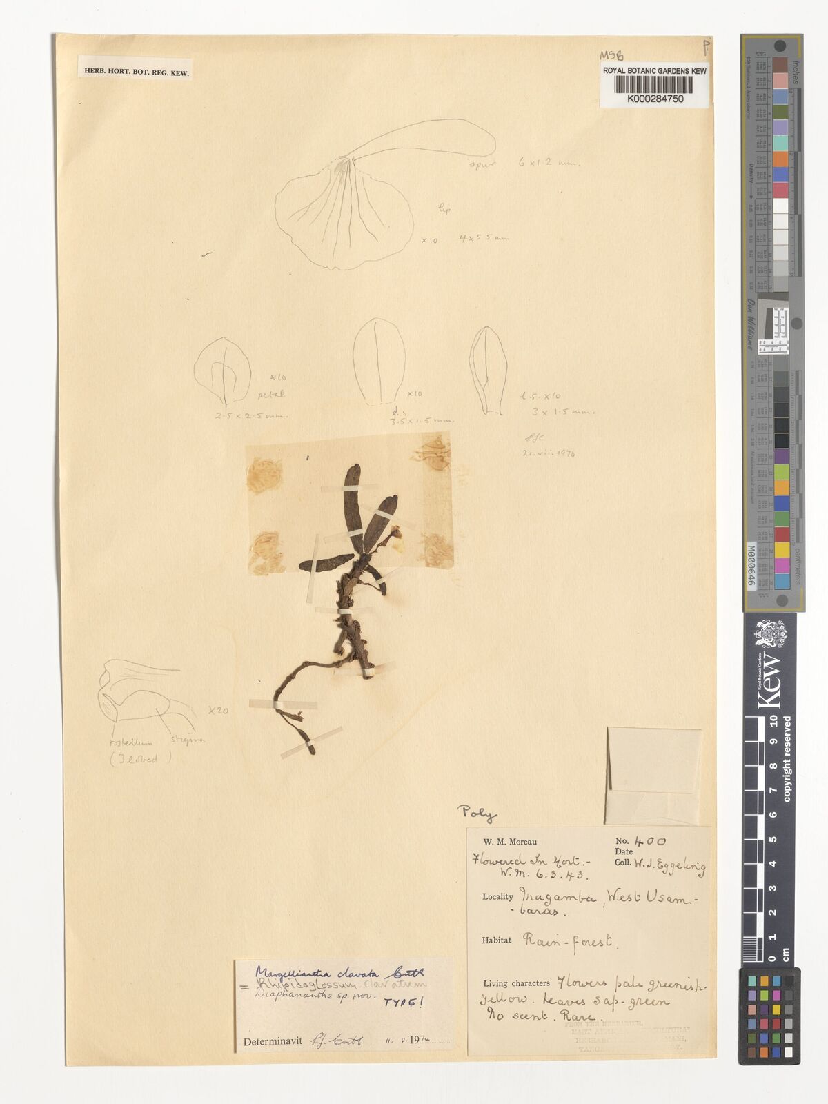 Kew Gardens K000284750:  Eggeling, W.J. [400] Tanzania