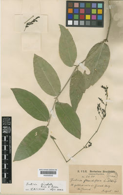 Kew Gardens K000529332:  Ule, E. [5699] Brazil