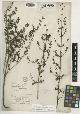 Kew Gardens K000739044:  Wallich, N. [413]