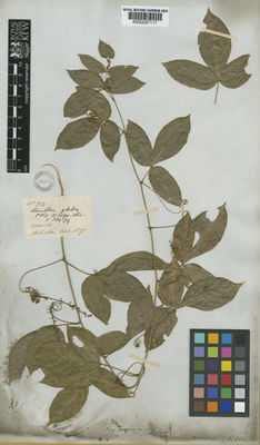 Kew Gardens K000037117:  Herb Mus. Vind [713] Brazil