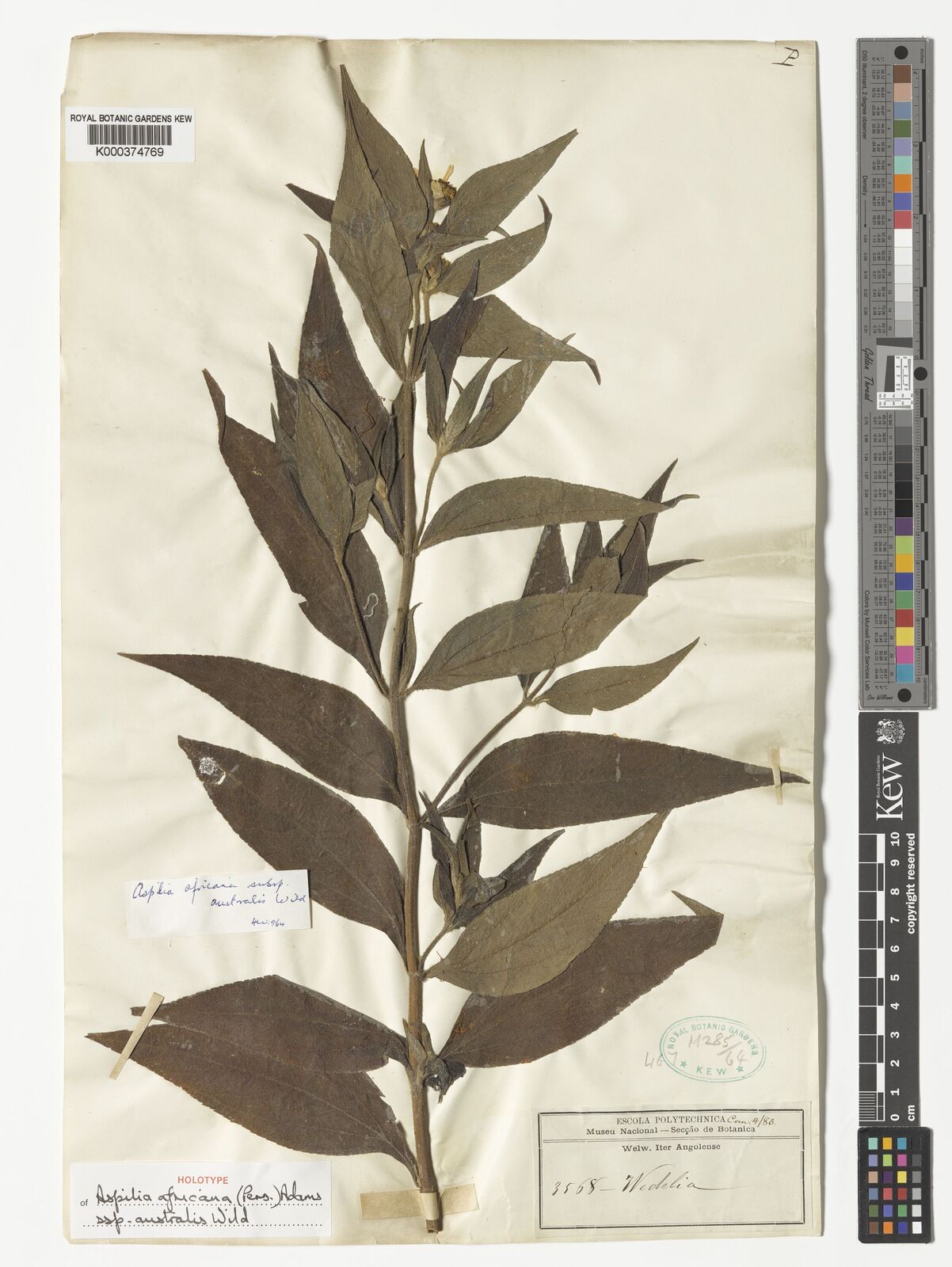Kew Gardens K000374769:  Welwitsch [3568] Angola
