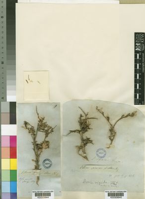 Kew Gardens K000306945:  Drege [s.n.] South Africa