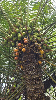Sykas Tree Cycas zeylanica (J.Schust.) A.Lindstr. & K.D.Hill | Plants of the World ...