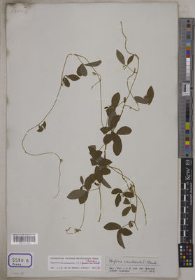 Kew Gardens K001121342:  s.coll. [Cat. no. 5580]