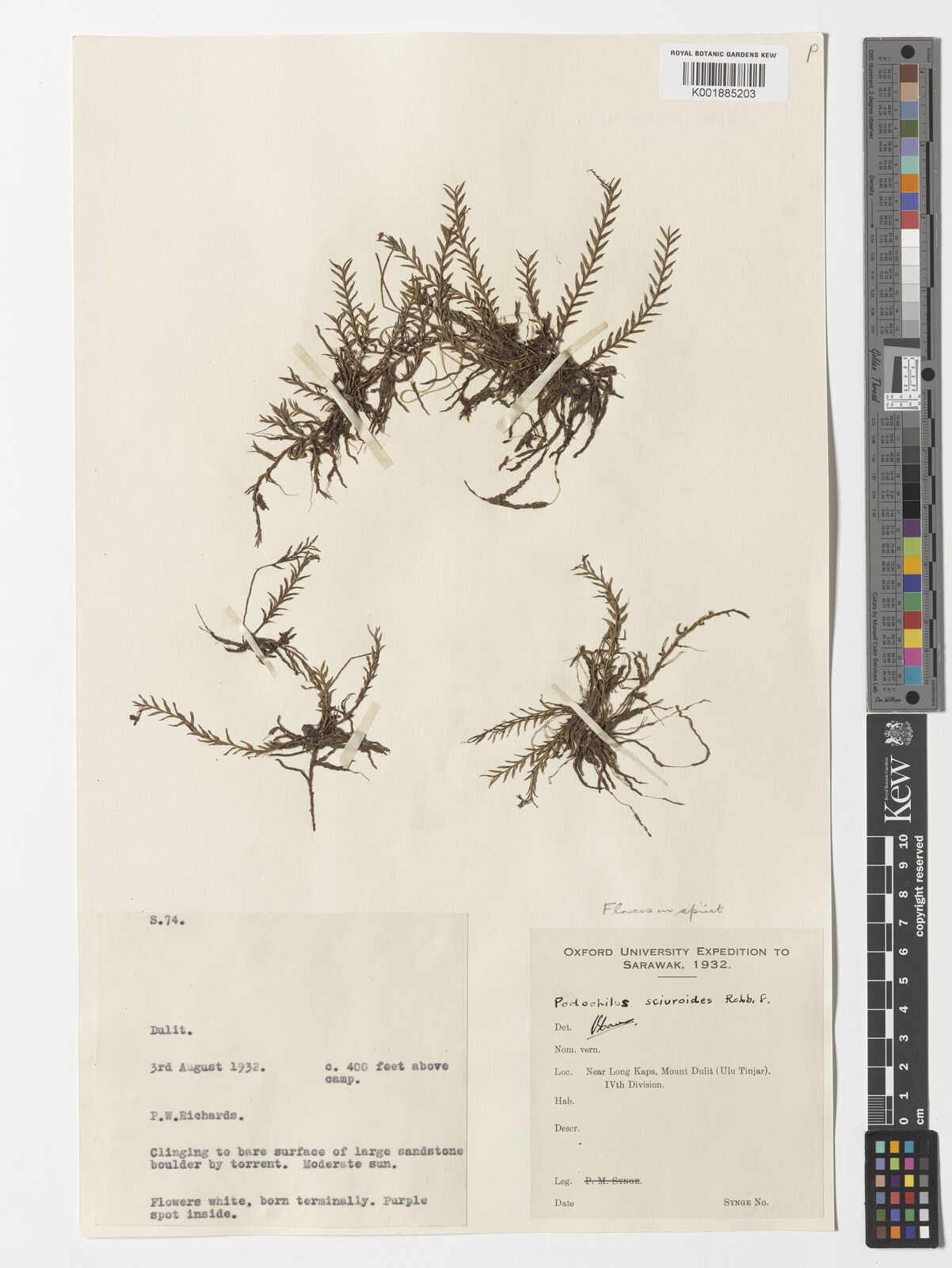 Podochilus sciuroides