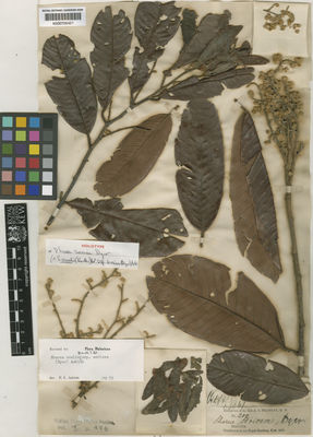 Kew Gardens K000700421:  Maingay, A.C. [s.n.] Malaysia