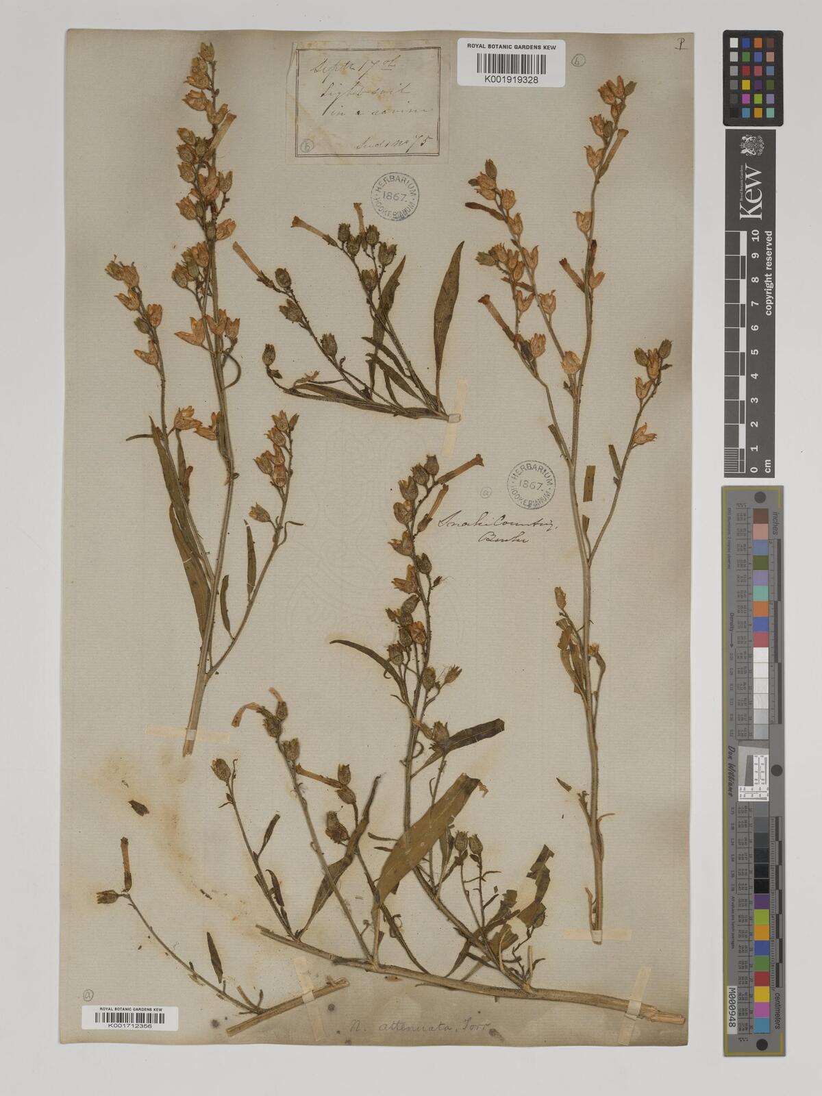Nicotiana attenuata