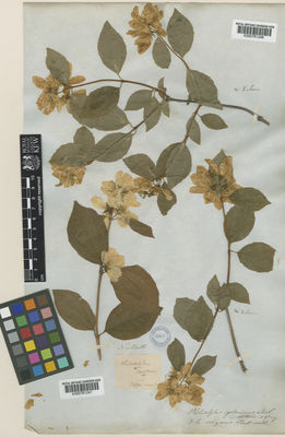 Kew Gardens K000761247:  Nuttall, T. [s.n.] United States