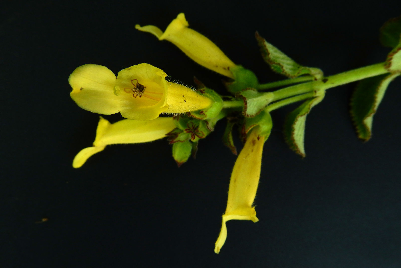 Sinningia incarnata (Aubl.) D.L.Denham | Plants of the World Online | Kew  Science