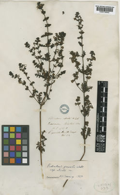 Kew Gardens K000739042:  Wallich, N. [414B] India