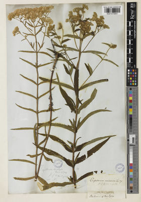 Kew Gardens K001079991:  s.coll. [s.n.] United States