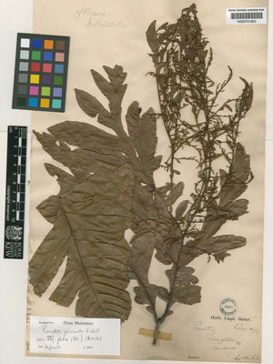 Kew Gardens K000701820:  Korthals, P.W. [s.n.] Indonesia