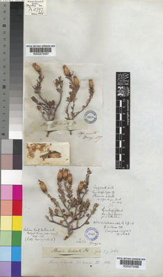 Kew Gardens K000273497:  Drege [s.n.] South Africa