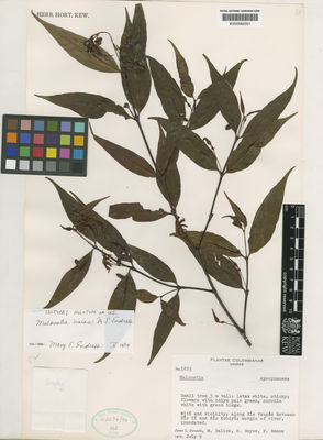 Kew Gardens K000582501:  Zarucchi, J.L.; Balick, M.J.; Hoyos, H.; Ramos, F. [1825] Colombia