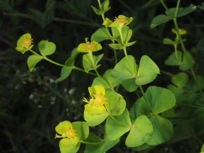 Euphorbia esula L. | Plants of the World Online | Kew Science