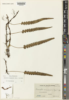 Kew Gardens K000603352:  Weber, C.M. [1146] Philippines