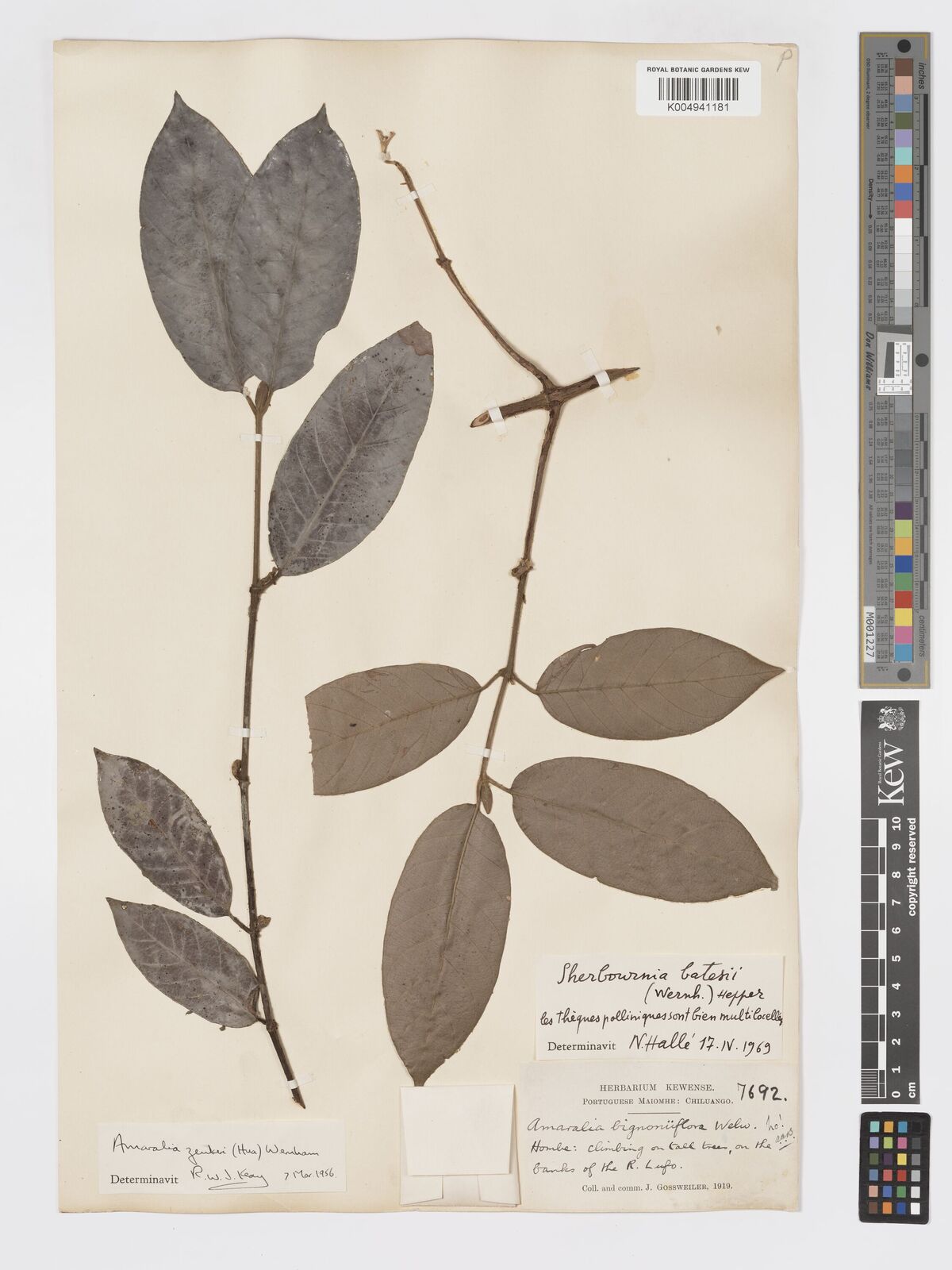 Sherbournia batesii
