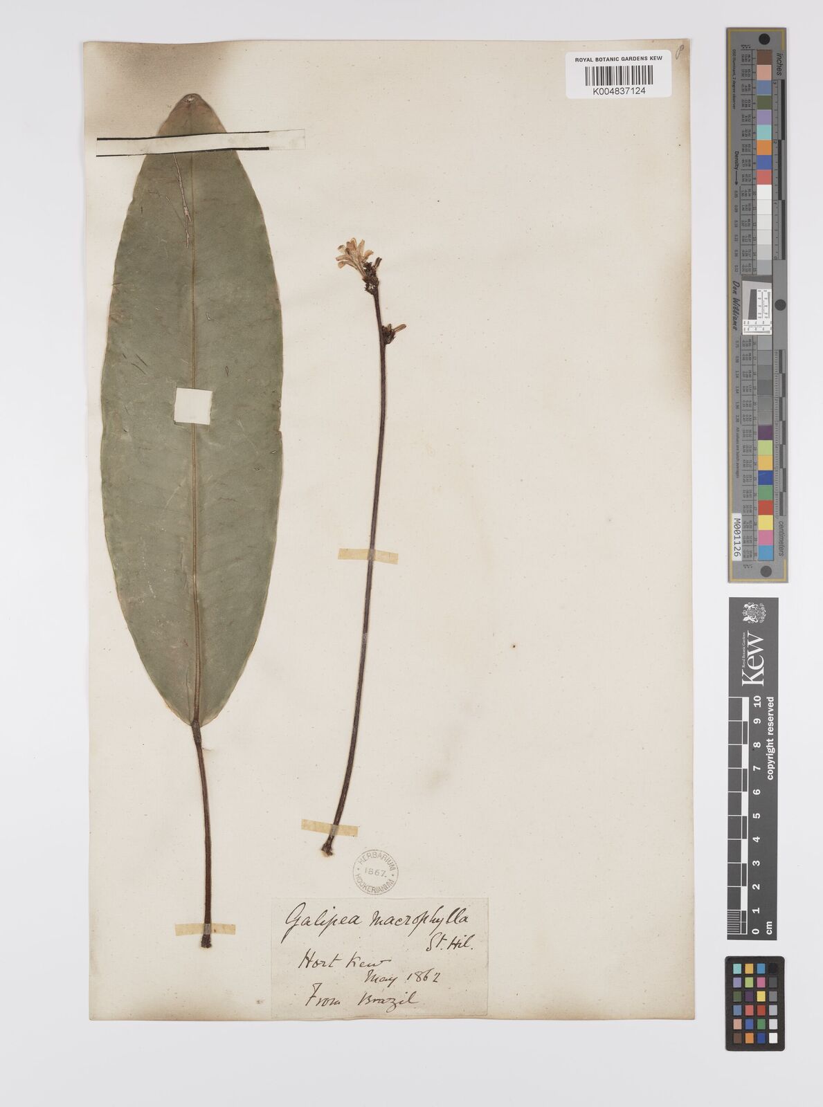 Conchocarpus macrophyllus J.C.Mikan | Plants of the World Online | Kew ...