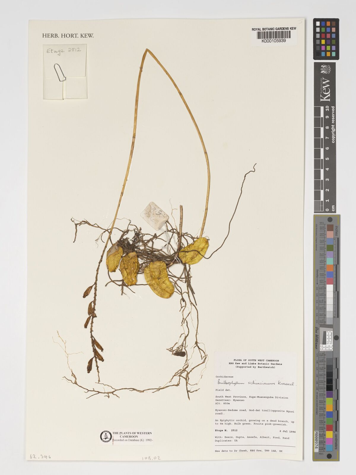 Bulbophyllum mayombeense