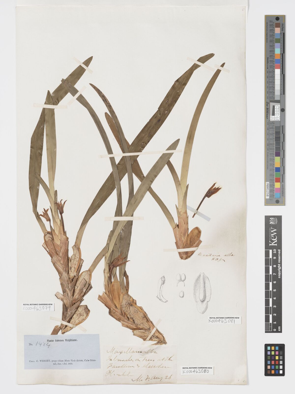 Kew Gardens K000463079:  s.coll. [s.n.]