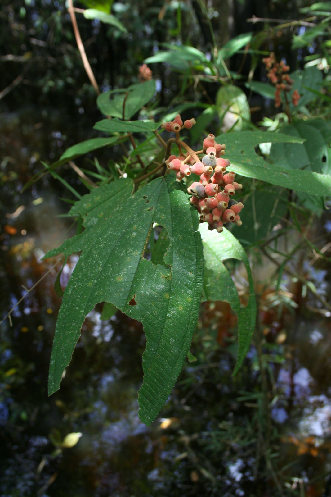 © copyright of the Board of Trustees of the Royal Botanic Gardens, Kew.